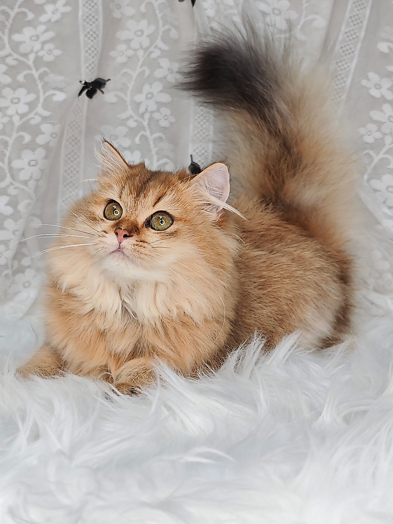 小精灵爆毛妹妹